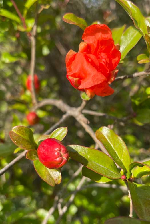 Pomegranate tree with bright red flowers.