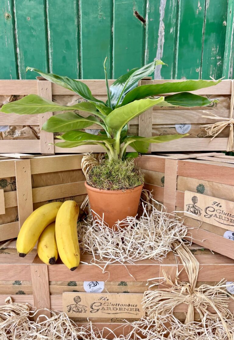 Surprise someone special with a unique plant that thrives with minimal care. This tropical banana tree gift will brighten any space! Includes free delivery.