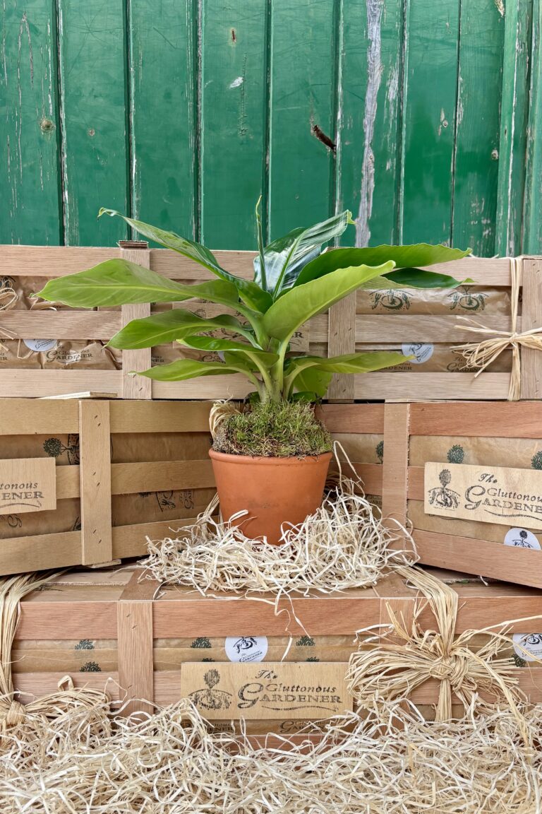 Searching for a unique housewarming gift idea? Surprise new homeowners with a banana plant that brings some tropical charm to their space!