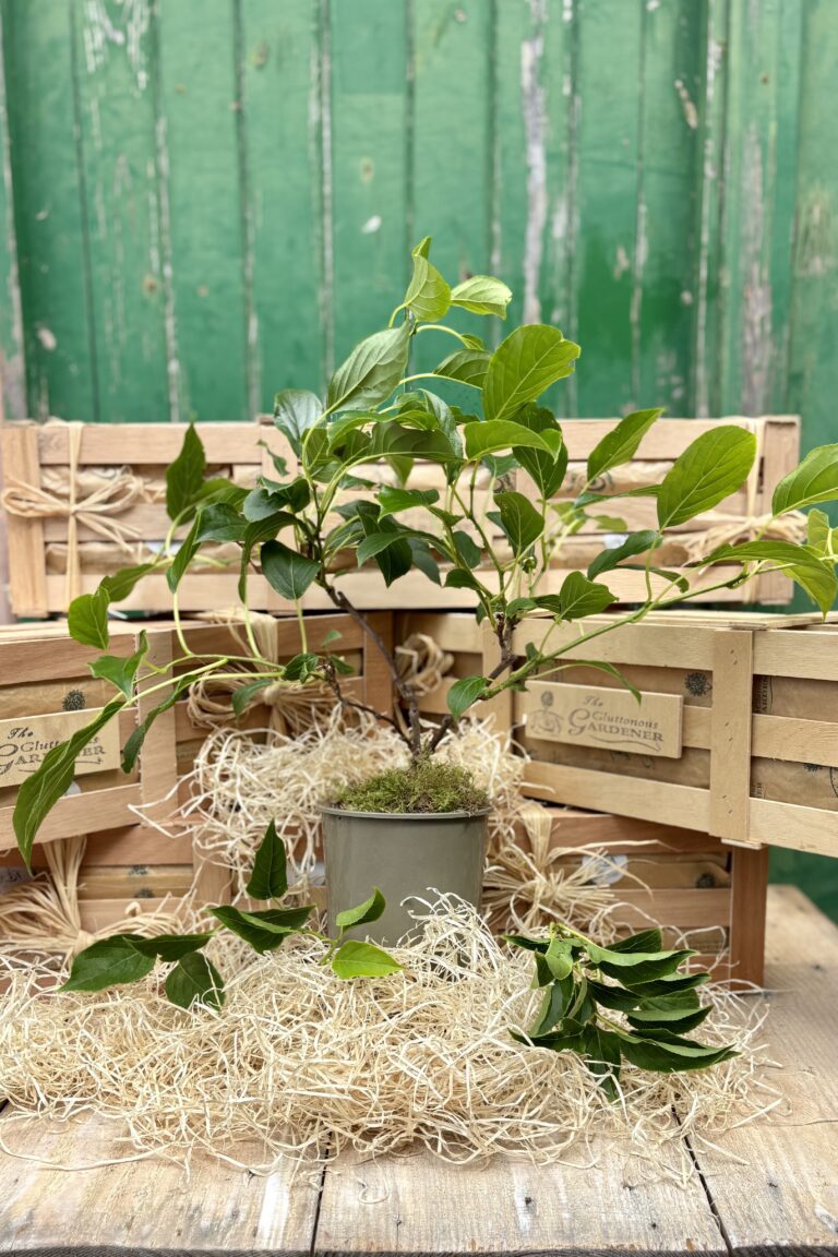 Cocktail kiwi plant in pot surrounded by wooden crates and straw.