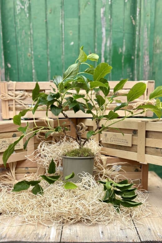 Cocktail kiwi plant in pot surrounded by wooden crates and straw.