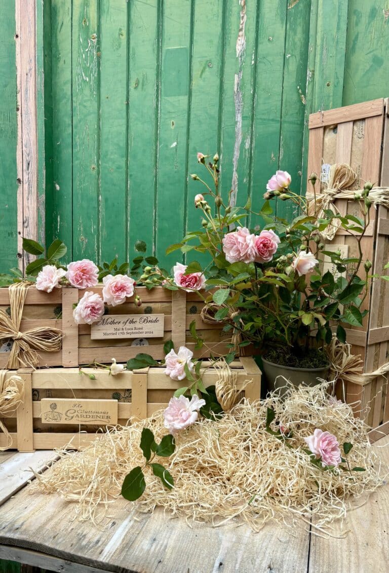 Show your appreciation with our lovely Mother of the Bride gifts. This personalised crate contains a rose bush that will grow for years to come.