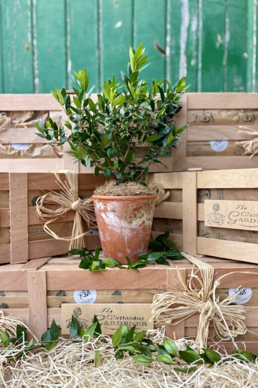 Looking for a unique and meaningful wedding gift? Surprise your loved ones with the elegant myrtle tree gift, a symbol of enduring love. Order today!