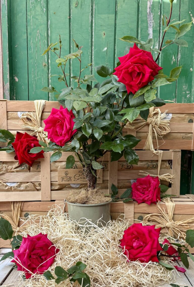 Ruby Red Rose Bush with a personalised heart shaped slate packaged in The Gluttonous Gardener wooden gifting crate and delivered next day.
