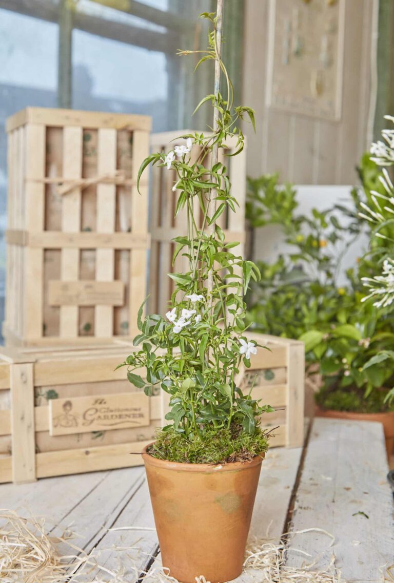Indoor jasmine plant in a terracotta pot with white star-shaped flowers, placed beside a wooden crate and jasmine tea pearls.