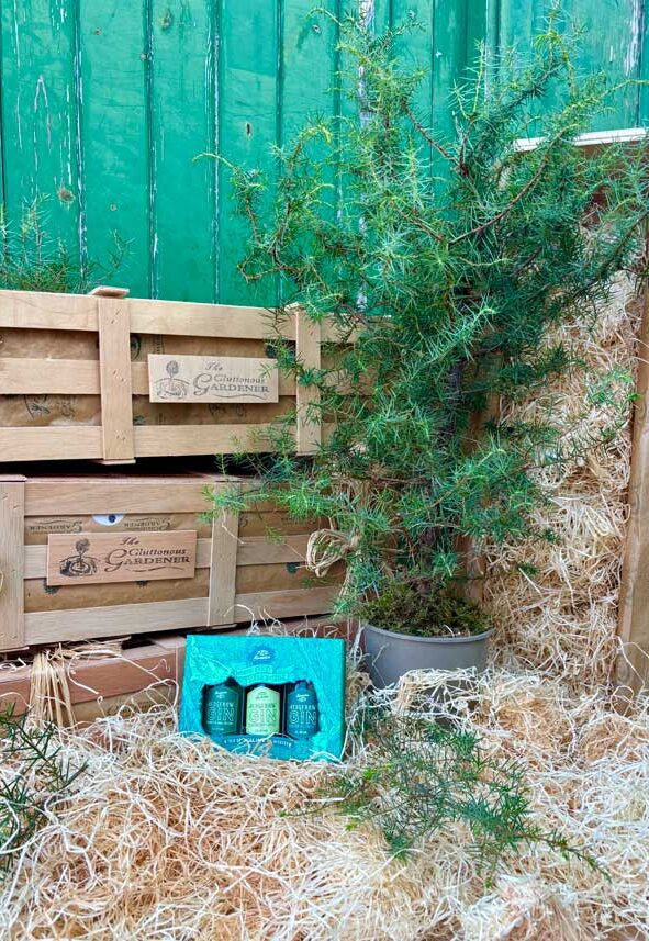 A potted juniper plant in front The Gluttonous Gardeners wooden gift crates accompanied by a box of three flavoured gins.