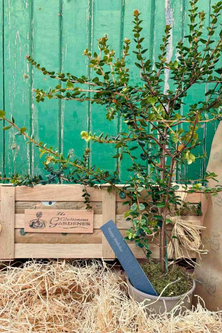 Chilean guava plant on a bed of wood wool in front of The Gluttonous Gardeners wooden gift crate.