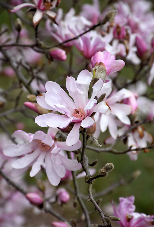 A beautiful scented magnolia tree makes a thoughtful and timeless Christening gift idea. Perfect for a new arrival! Free next day delivery.