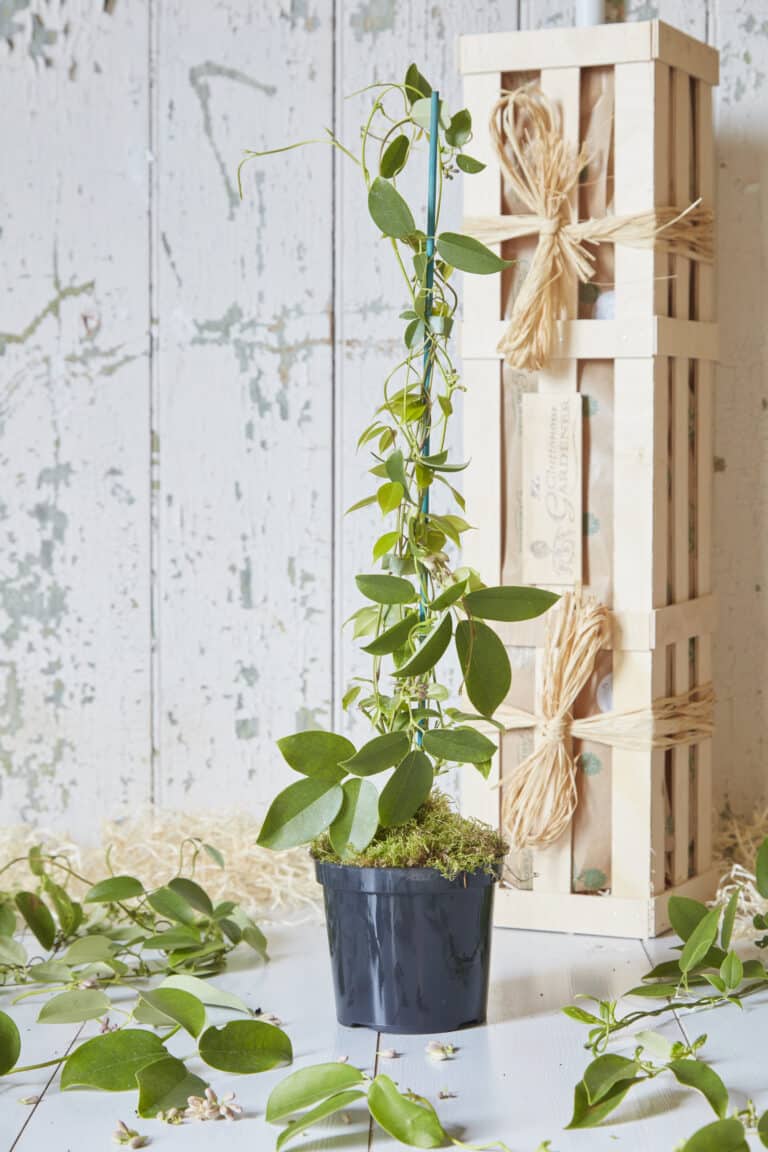 A perfect Valentine's Day gift for him - gift a gorgeous climbing Sausage Vine plant, with its fragrant flowers and edible fruits. Order now for next-day delivery!