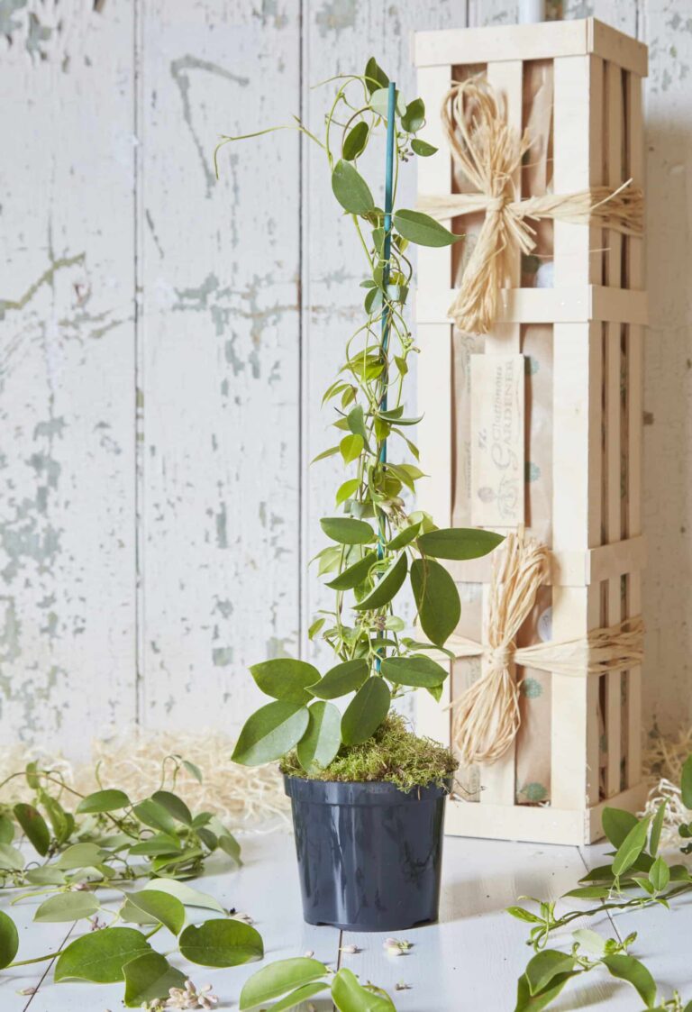 A perfect Valentine's Day gift for him - gift a gorgeous climbing Sausage Vine plant, with its fragrant flowers and edible fruits. Order now for next-day delivery!