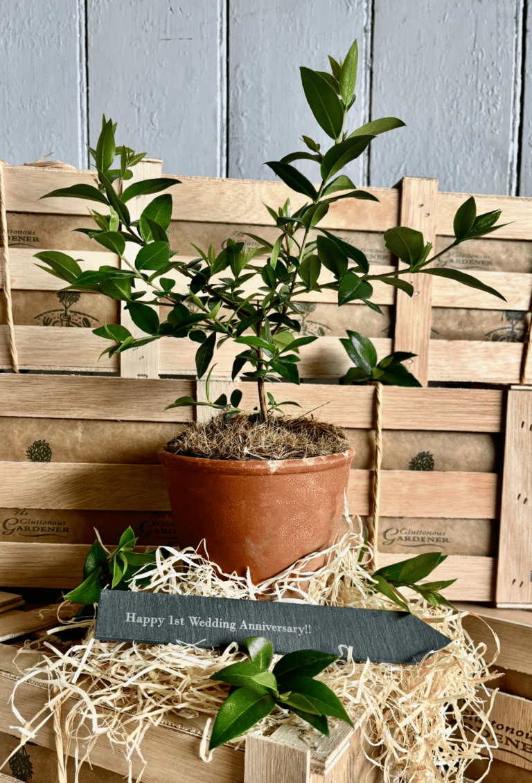 A Myrtle bush in a terracotta pot with a personalised slate stake and and a few myrtle twigs with blue berries of the myrtle tree, placed on top of a wooden gift crate.