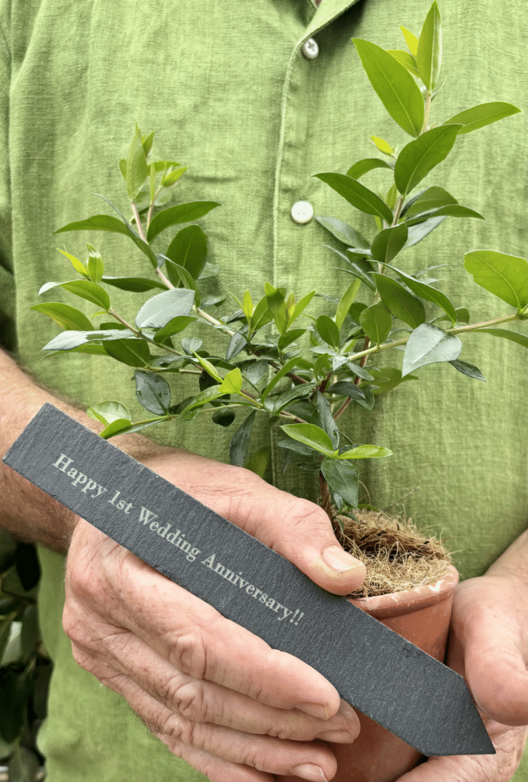 1st wedding anniversary Myrtle plant with personalised slate