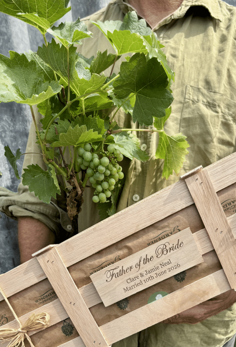 Celebrate the Father of the Bride with a personalised grape vine gift. A thoughtful wedding keepsake that grows, fruits and creates lasting memories.