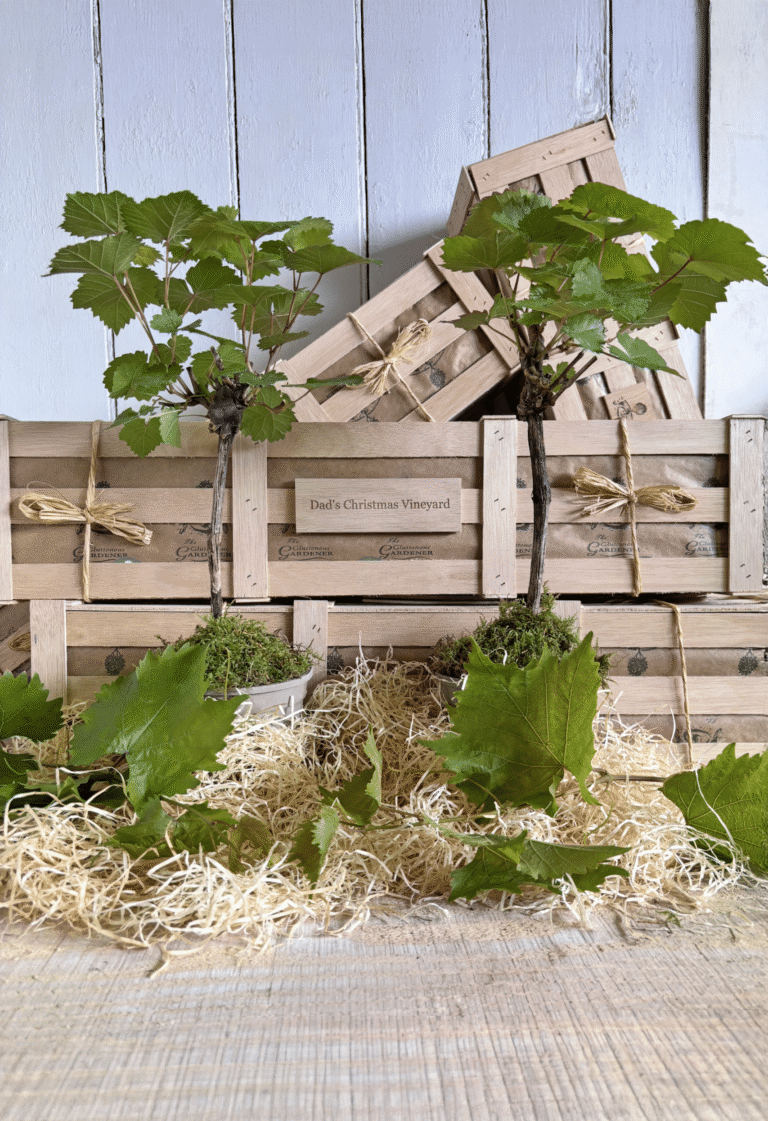 Dad’s Christmas Vineyard grapevine plants in wooden crates