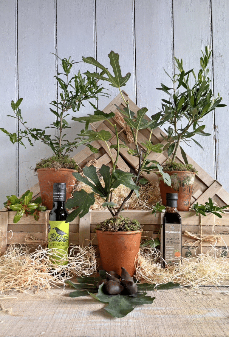 Mediterranean gift hamper with potted fig, olive and pomegranate trees