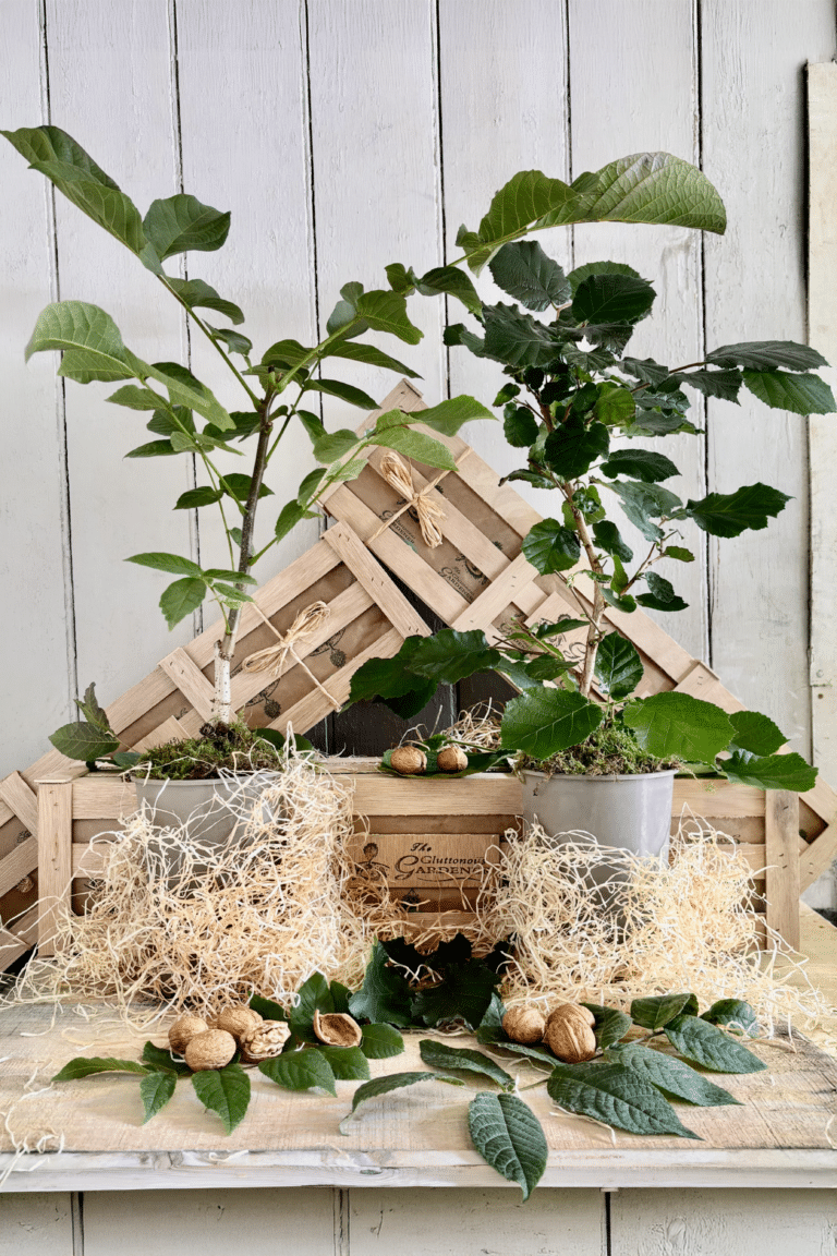 The Nutcracker Crate with hazel and walnut trees