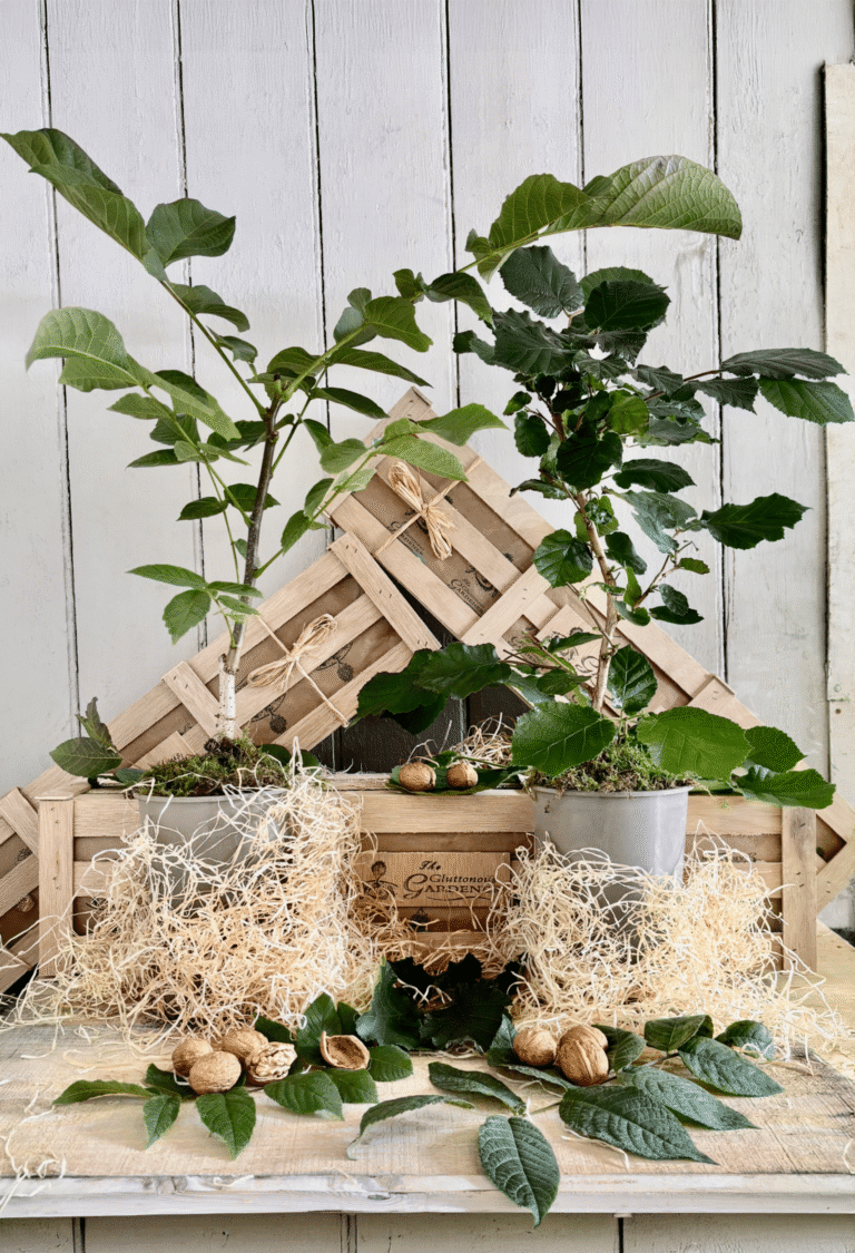 The Nutcracker Crate with hazel and walnut trees